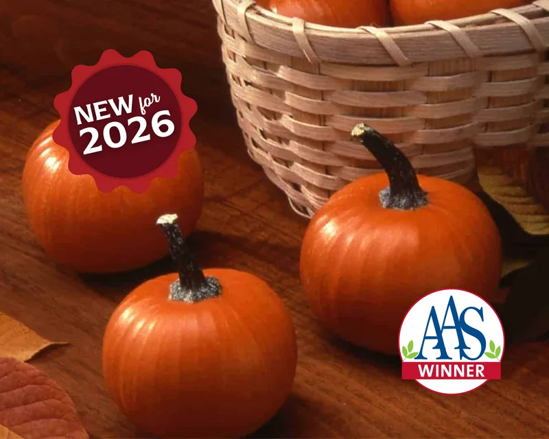 Pumpkin, Wee Be Little 100 Seed Count - Image 2