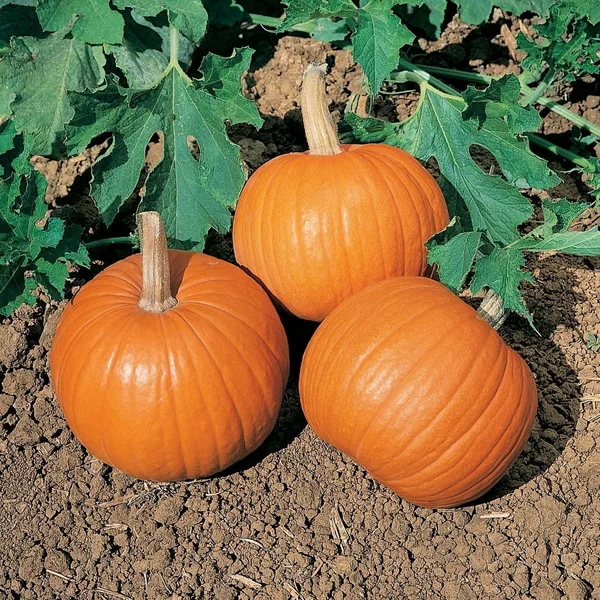 Pumpkin, Wee Be Little 100 Seed Count