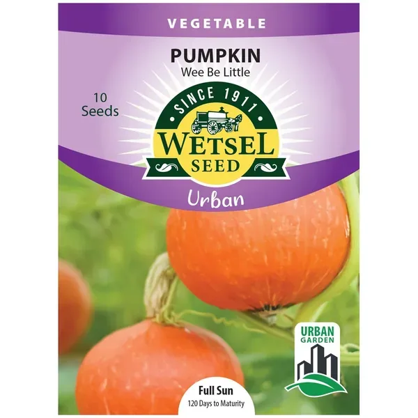 Pumpkin, Wee Be Little ( Patio ) 10 Seed Count - Image 2