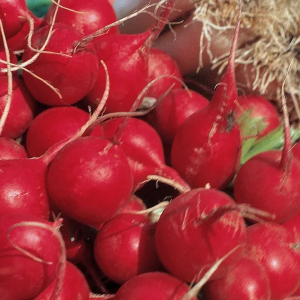 Radish, Champion 1lb
