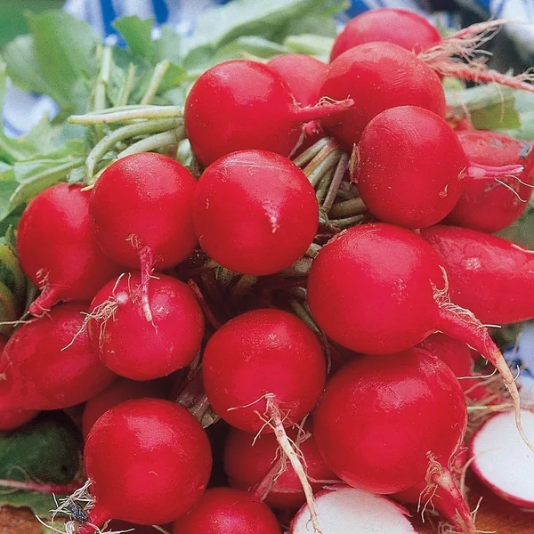 Radish, Cherry Belle 50 lbs