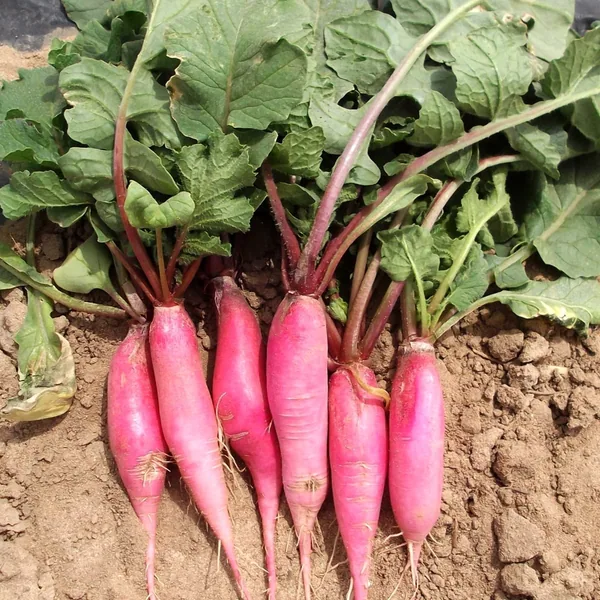 Radish, China Rose Winter 1lb