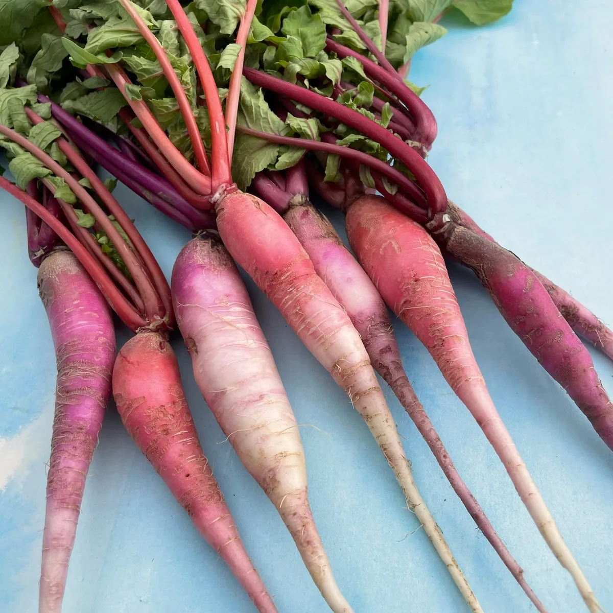 Radish, China Rose Winter 4 Grams - Image 2
