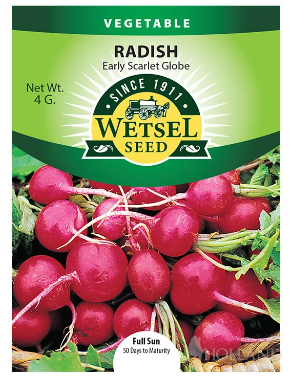 Radish, Early Scarlet Globe 4 Grams - Image 2
