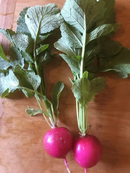 Radish, Early Scarlet Globe 50 lbs