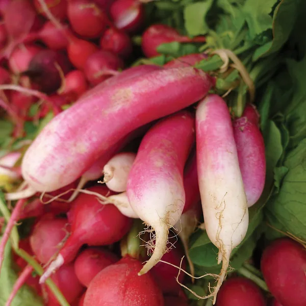 Radish, French Breakfast 1/2oz