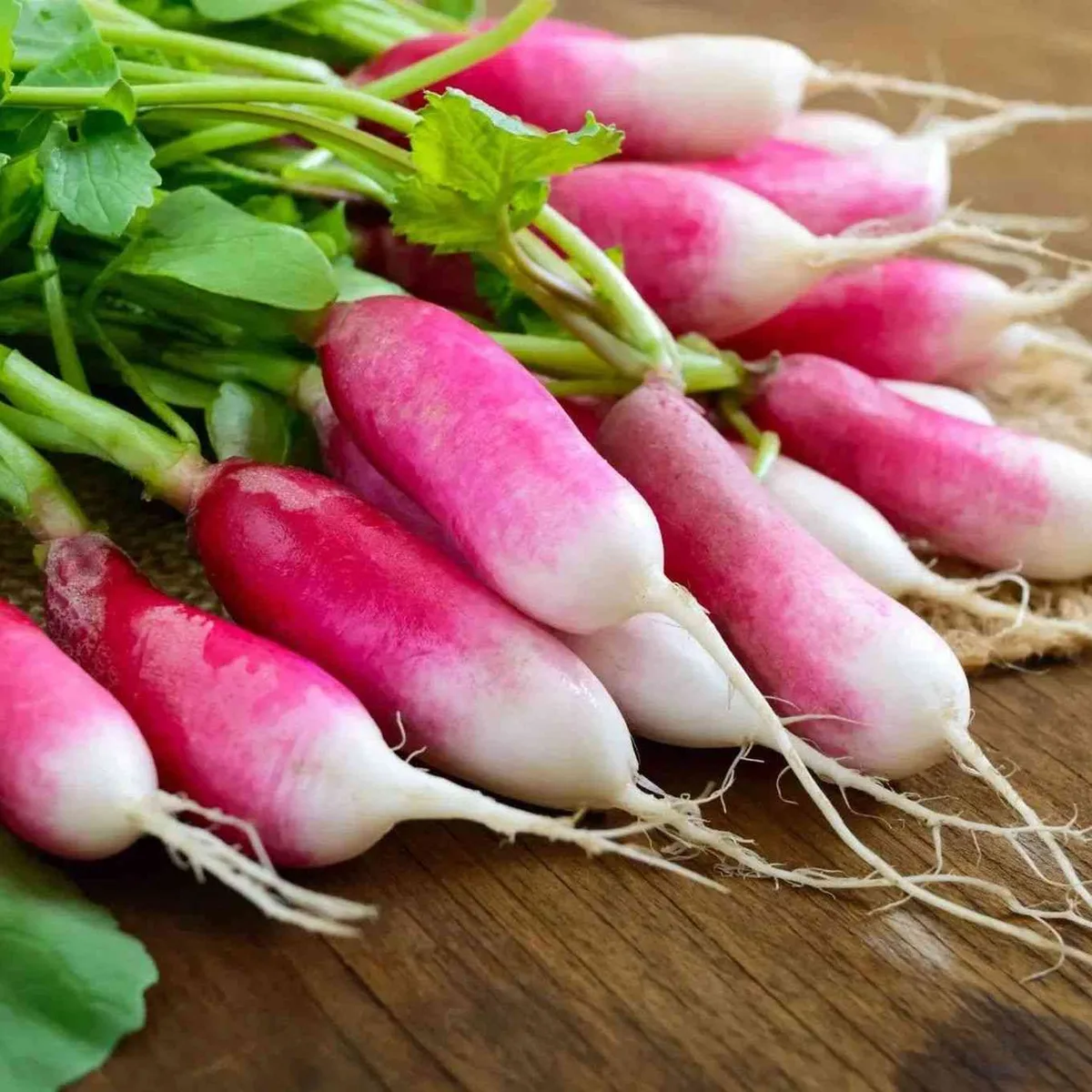 Radish, French Breakfast 1lb - Image 2