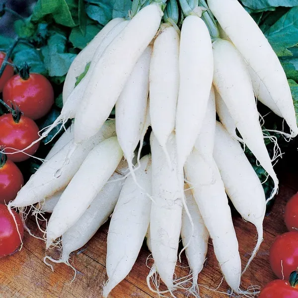 Radish, Long White Icicle 1/2oz - Image 2