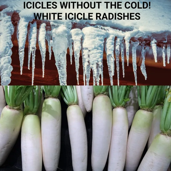 Radish, Long White Icicle 1lb