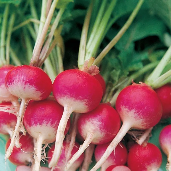 Radish, Sparkler White Tip 1lb