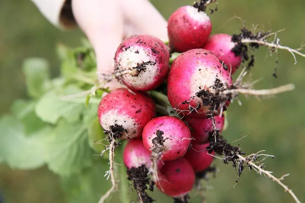 Radish, Sparkler White Tip 50 lbs