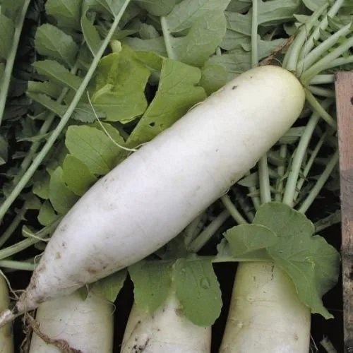 Radish, White Chinese Celestial 1/2oz - Image 2