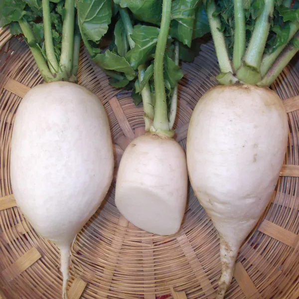 Radish, White Chinese Celestial 1lb