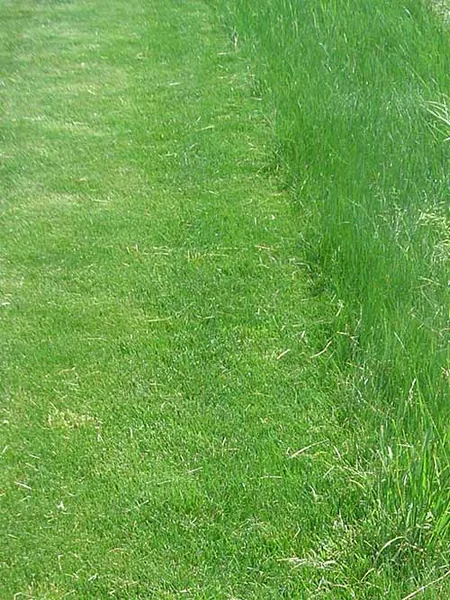 Red Fescue, Cardinal II Creeping 50 lbs