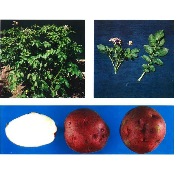 Red Lasoda Potato "A" 50 lbs