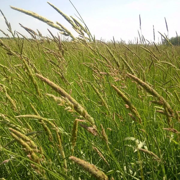 Reed Canarygrass VNS - 50 lbs