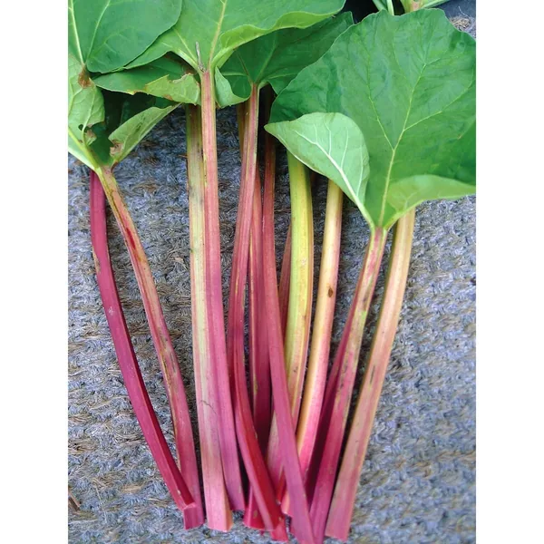 Rhubarb, Victoria 1lb