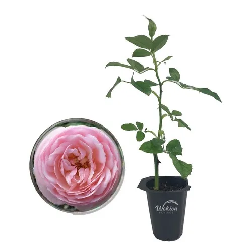 Root Pruning Pot 6in Round (3L /.8 Gallon) - Image 2