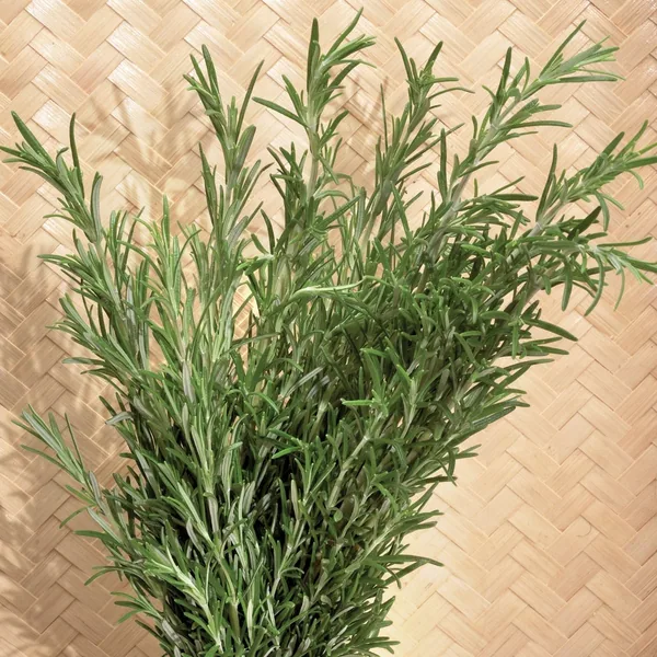 Rosemary 1