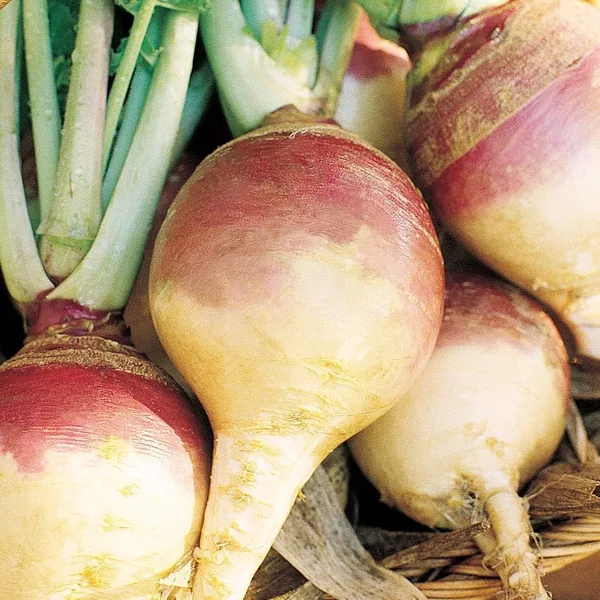 Rutabaga, American Purple Top 1/2oz