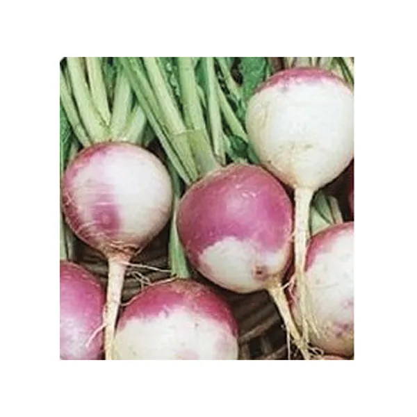 Rutabaga, Purple Top 50 lbs
