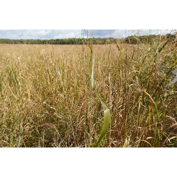 Rye, Winter Variety Not Stated Bushel