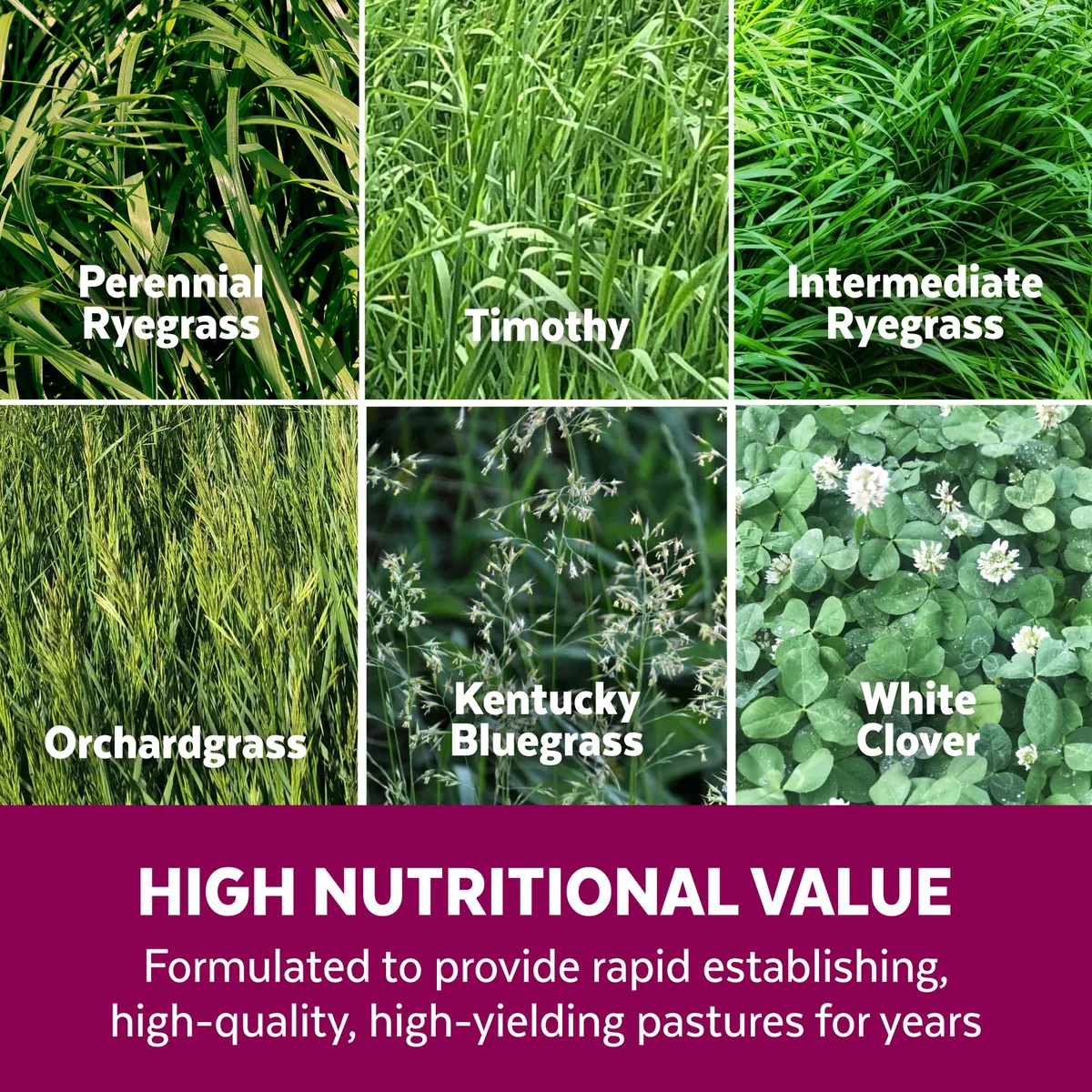 Ryegrass, Annual 25 lbs Each - Image 2
