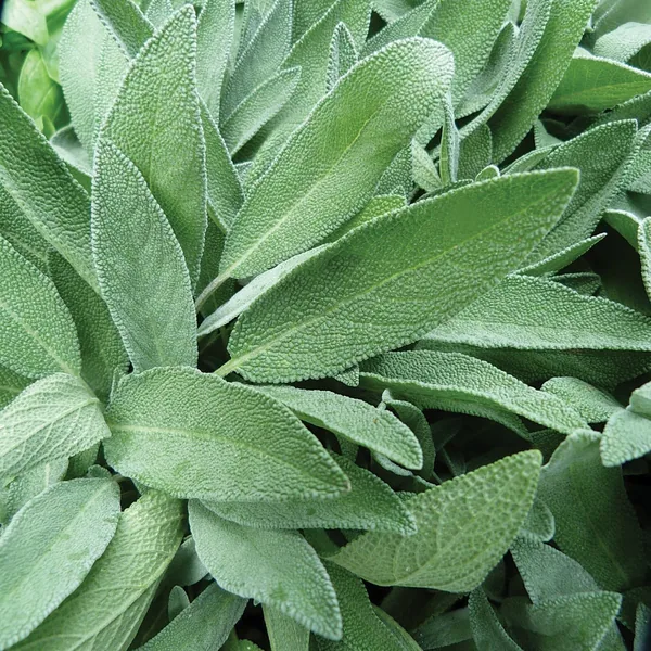 Sage Herb Seeds, 1 oz