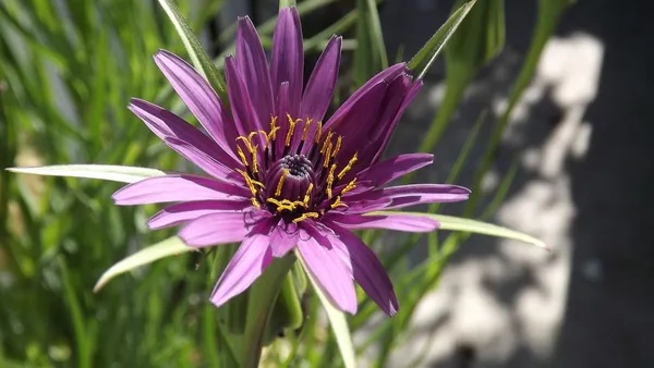 Salsify, Mammoth Island 1/2oz