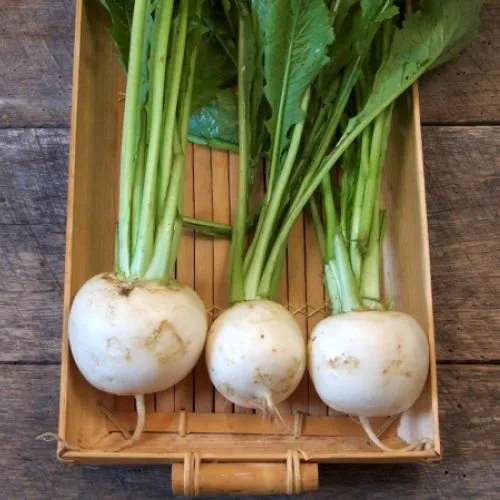 Shogoin Or Japanese Turnip - Image 2