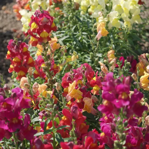 Snapdragon Magic Carpet Seed (1 kg)