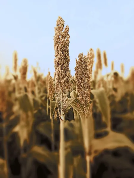 Sorghum, Sweet Six BMR Dry Stalk 50 lbs