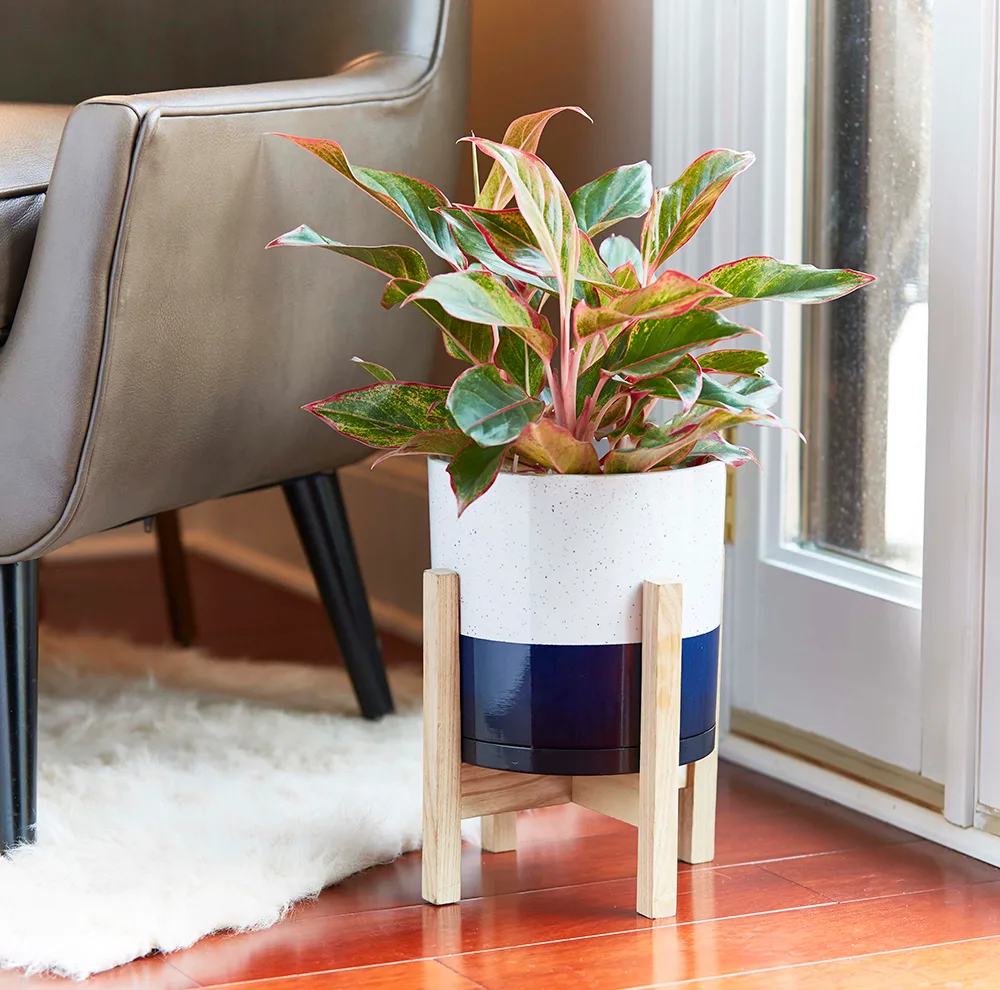 Southern Patio 8" Henrietta Planter Wood Stand White/Blue - Image 2