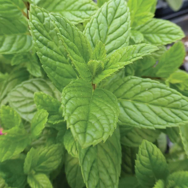 Spearmint 1