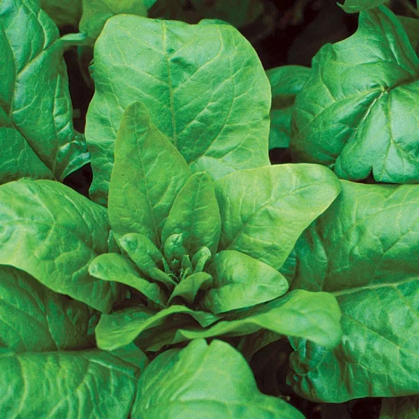 Spinach, Bloomsdale 50 lbs