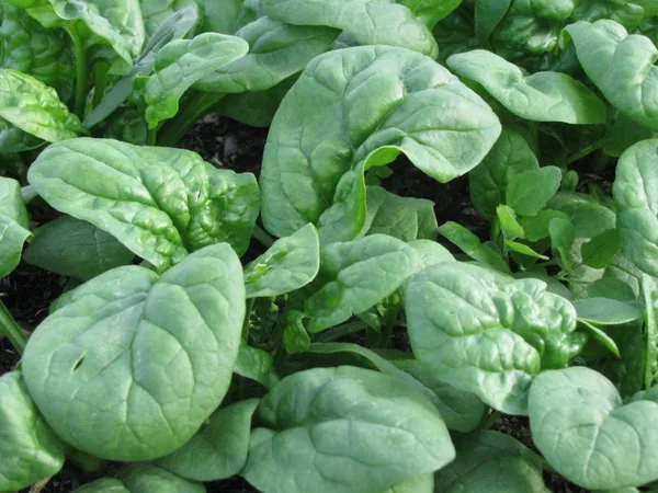 Spinach, Bloomsdale Long Standing 1/2oz