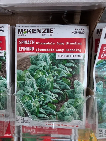 Spinach, Bloomsdale Long Standing