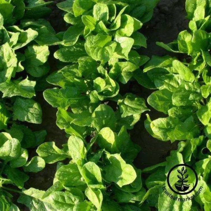 Spinach, Early Hybrid #7 1/2oz - Image 2