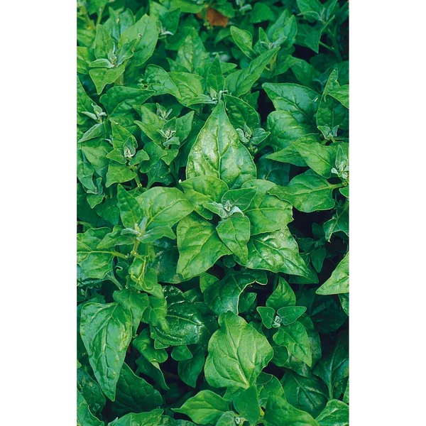 Spinach, New Zealand 1