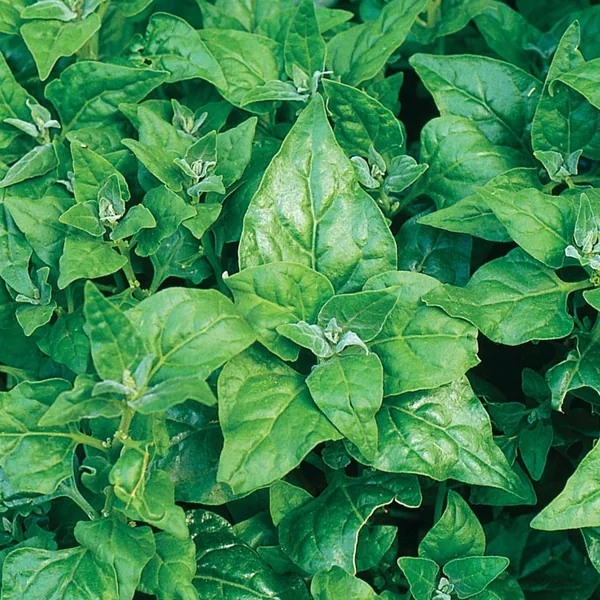 Spinach, New Zealand 50