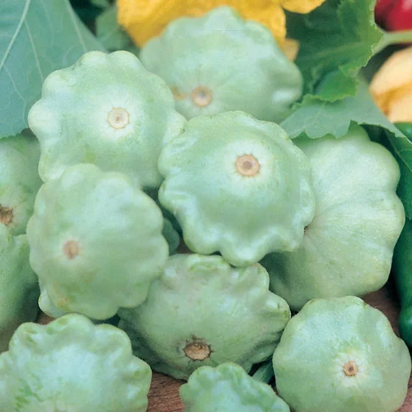 Squash, Bennings Green Tint 1