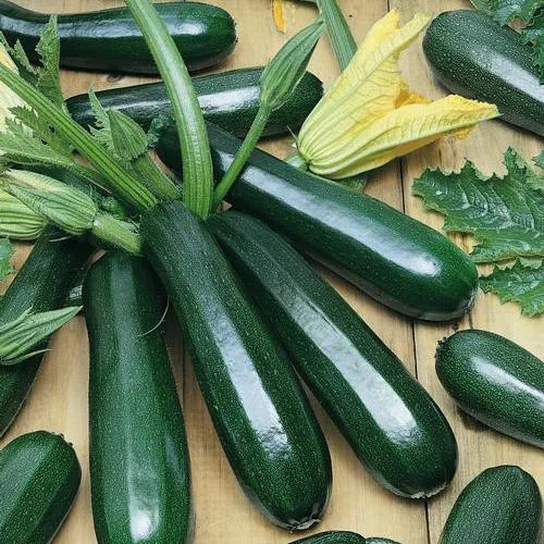 Squash, Black Coral F1 ( Patio ) 10 Seed Count - Image 2