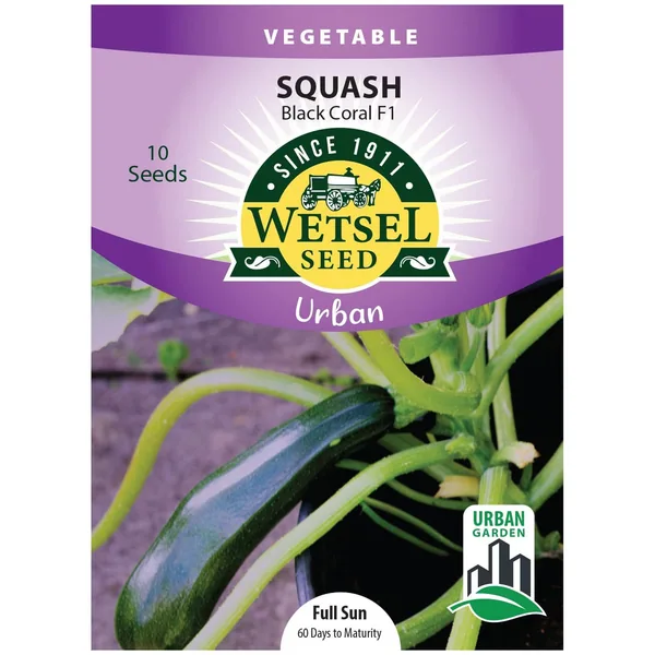 Squash, Black Coral F1 ( Patio ) 10 Seed Count