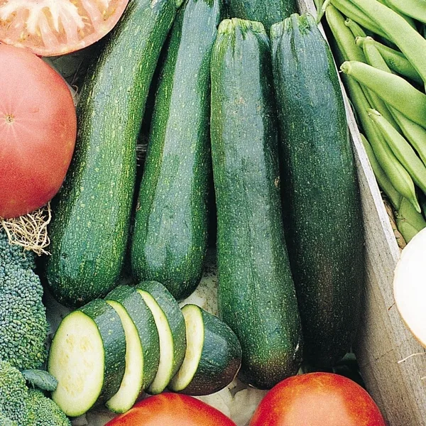 Squash, Black Zucchini 1