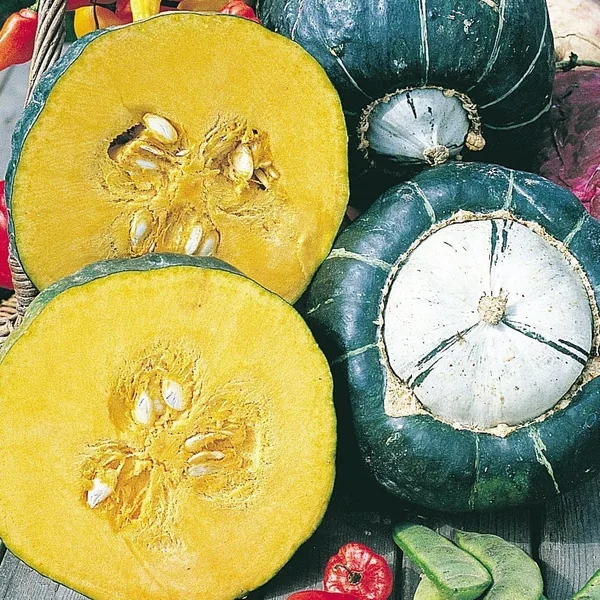 Squash, Burgess Buttercup 1