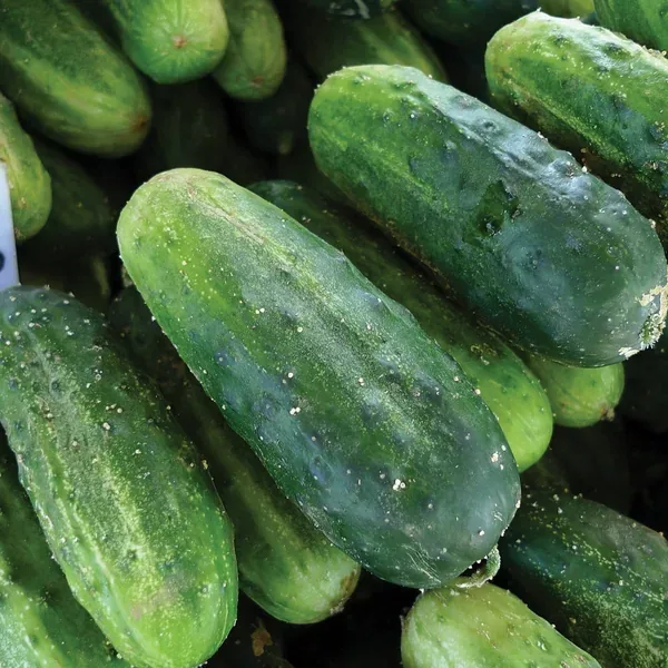 Squash, Burgess Buttercup 1000 Seed Count - Image 2