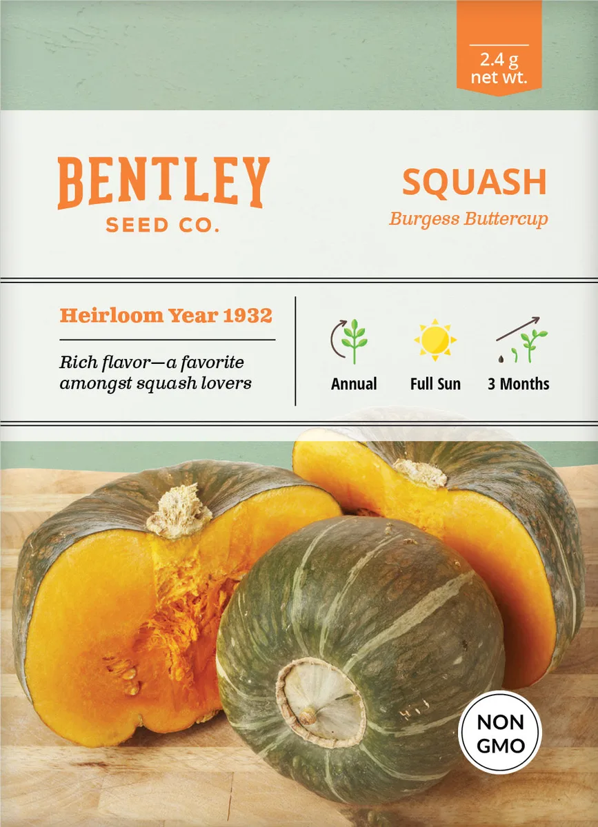 Squash, Burgess Buttercup 3.5 Grams - Image 2