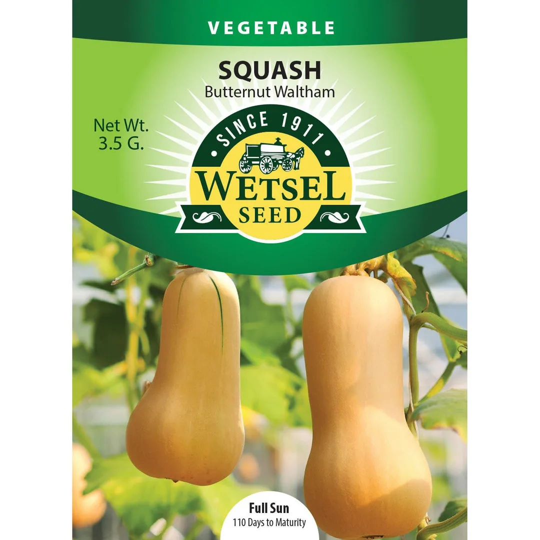 Squash, Butternut Waltham 3.5 Grams - Image 2