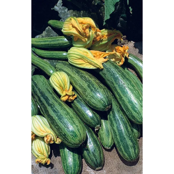 Squash, Cocozelle 1
