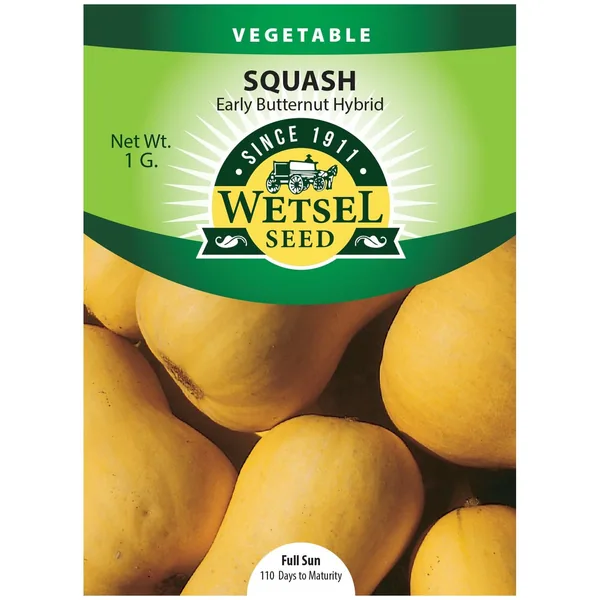Squash, Early Butternut Hybrid 1 Gram